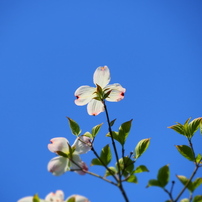 PANASONIC(パナソニック)のレンズ LUMIX G VARIO 45-150mm/F4.0