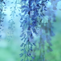 花笑み
