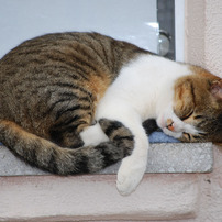 猫