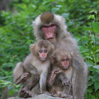 Snow Monkey