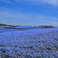 ひたち海浜公園（春）