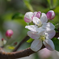 林檎の花-1