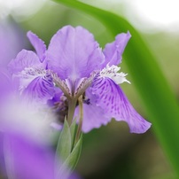 ***紫の花が好き***