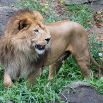 東山動植物園Ⅱ