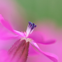 9/23出品取下 Makro-Planar T* 100mm F2.8 (AE) 9/23出品取下 Makro-Planar T* 100mm F2.8 (AE) Amazon | CONTAX