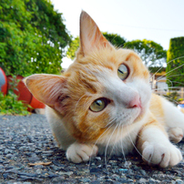 にゃんだ？