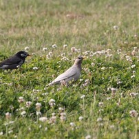 身近にいる野鳥達　その4