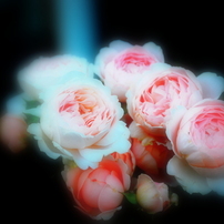 Friends of the rose garden