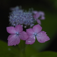 山紫陽花　花姿