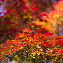 2009紅葉