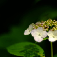 DSCF3013