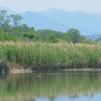 鳥のいる風景　カンムリカイツブリ