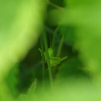 小さな虫達・バッタの隠れ家