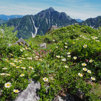 高山植物2
