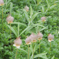 高山植物３