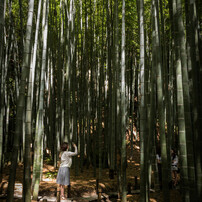 竹林のランウェイ