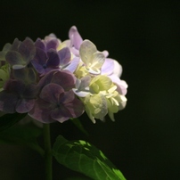 奈良の紫陽花