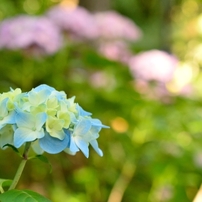 NIKON(ニコン)のレンズ AF-S DX Micro NIKKOR 40mm f/2.8G で撮影した