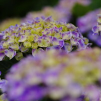 紫陽花・あじさい・アジサイ