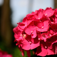 NIKON(ニコン)のレンズ AF-S DX Micro NIKKOR 40mm f/2.8G で撮影した