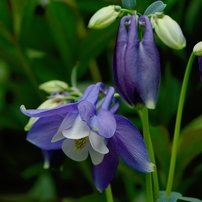 庭の花