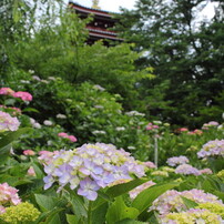 本土寺　June,2015