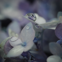 紫陽花
