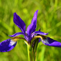 NIKON(ニコン)のレンズ AF-S DX Micro NIKKOR 40mm f/2.8G で撮影した