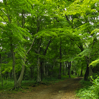 Landscape11