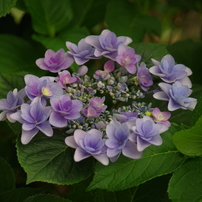 花畑