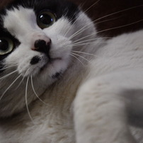我が家の猫