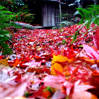 晩秋の小倉山の麓、厭離庵を訪ねる。木蔭は生きている。