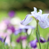菖蒲