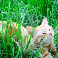自由猫