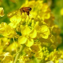 菜の花とミツバチ