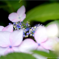 ｢紫陽花」