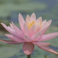 魁