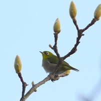 菩提樹の天辺