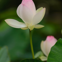 浄土の花