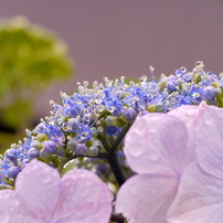 2015初夏：紫陽花、花、蝶