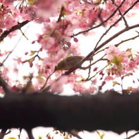 河津桜