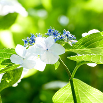 ２０１５年　紫陽花撮影会