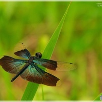 Dragon butterfly