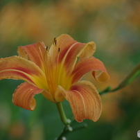 花畑（２）