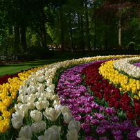 キュウケンホフ公園Keukenhof12