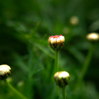 とある花