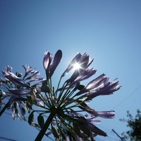 Seasonal flower　Vol.1