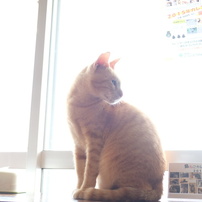猫づくし