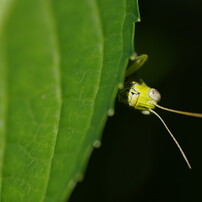 小さな虫達　バッタのご挨拶