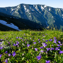 花の山旅・飯豊連峰(2015)